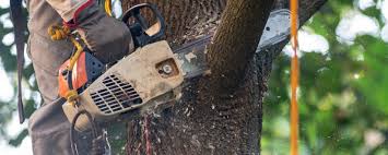 Best Utility Line Clearance  in Old Stine, CA