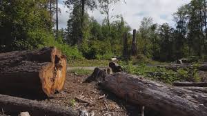 Best Leaf Removal  in Old Stine, CA