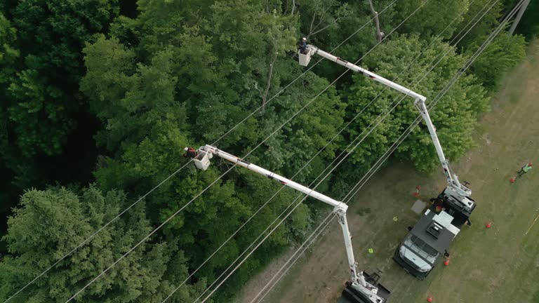 Best Arborist Consultation Services  in Old Stine, CA