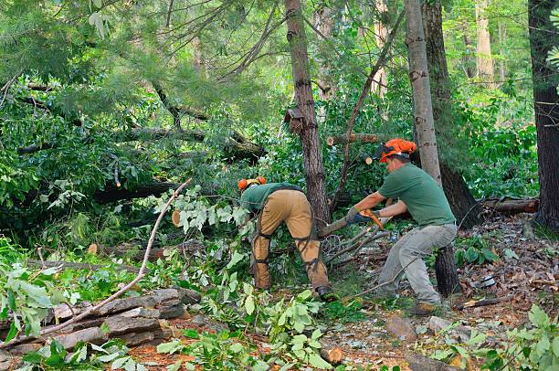 How Our Tree Care Process Works  in  Old Stine, CA