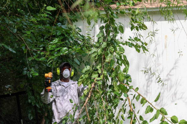 Best Tree Maintenance Programs  in Old Stine, CA