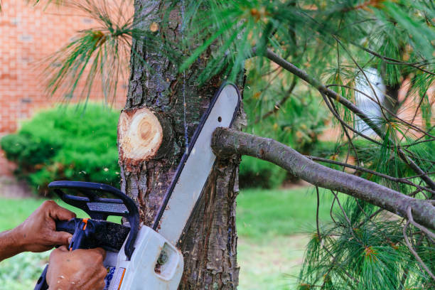Best Tree Risk Assessment  in Old Stine, CA
